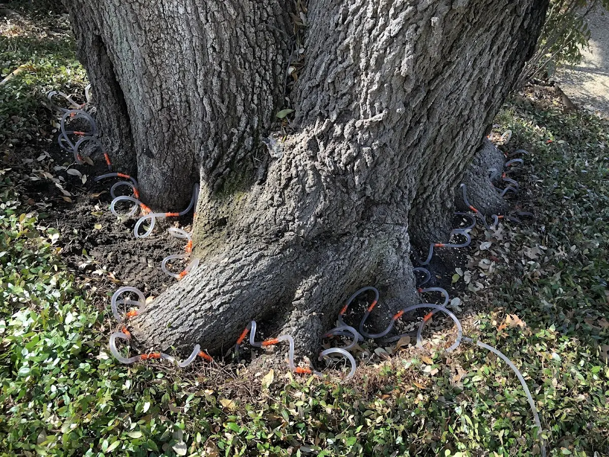 Detailed Tree Cabling and Bracing job site in Jamestown