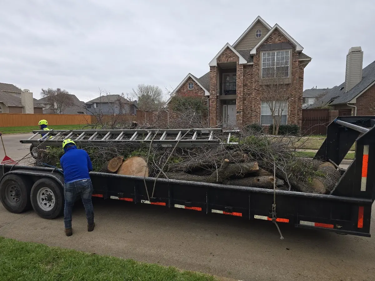 Expert Tree Removal with proper safety equipment in Jamestown
